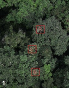 Nidi di scimpanzè visti da un drone