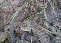 GoPro attaccata da serpenti